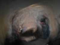 LIVE_tres_flou