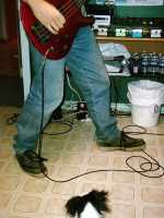 bassman_jambes