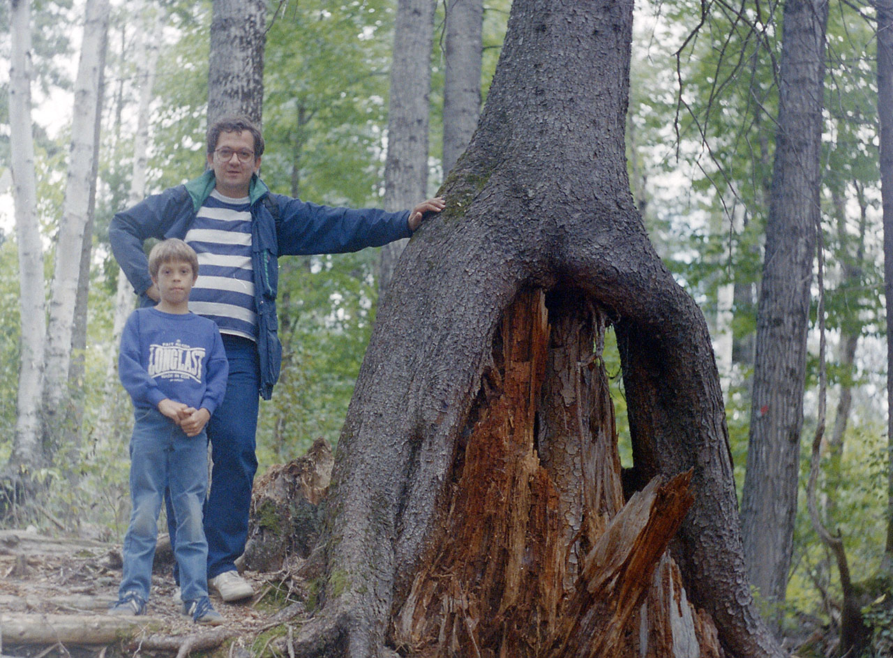 bruno_ross_tree