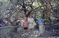 Bruno_Danielle_Adeline_arbre_floride