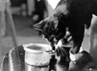 eating_cat