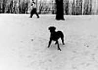 snowdog