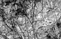 snowed_branch