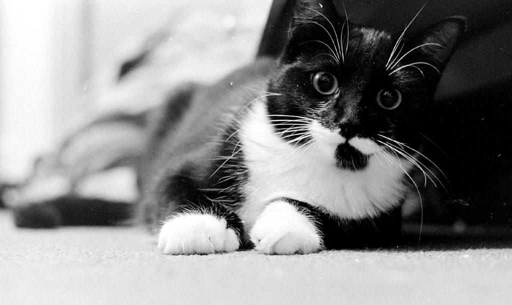 minou_1
