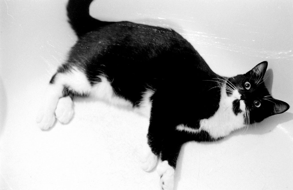 minou_2