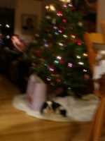 noel_2006_flou