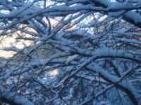 noel_2006_neige_branche