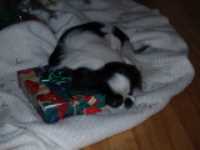 noel_2006_soya_cadeau
