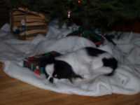 noel_2006_soya_dort_sapin