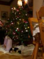 noel_2006_soya_sous_sapin
