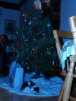 noel_2006_soya_sous_sapin_2