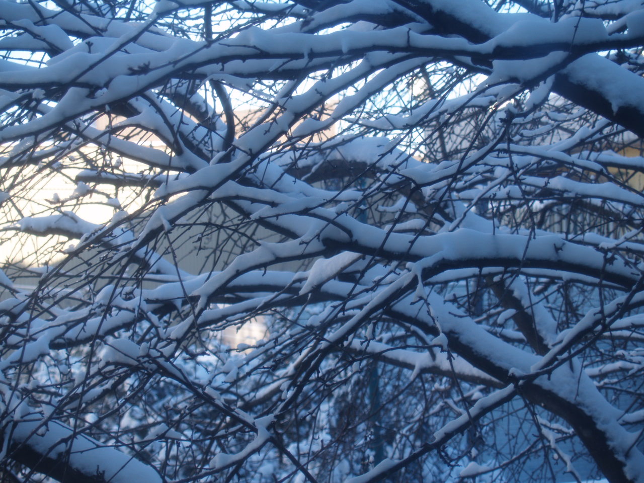 noel_2006_neige_branche
