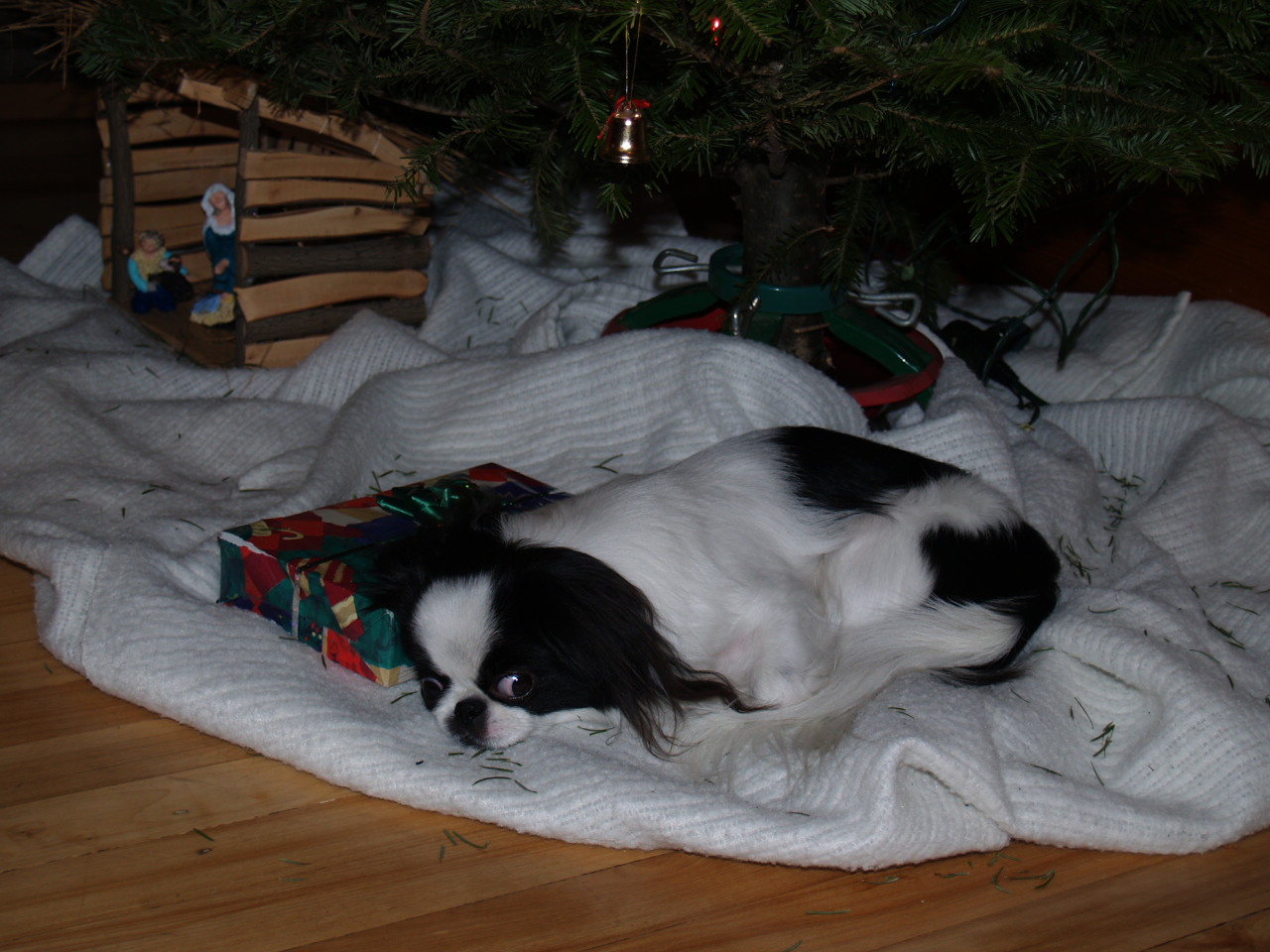 noel_2006_soya_dort_sapin