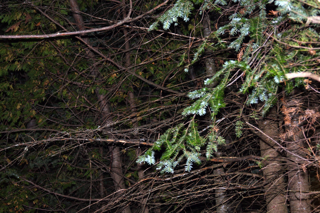 Branches