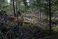 arbres_couches