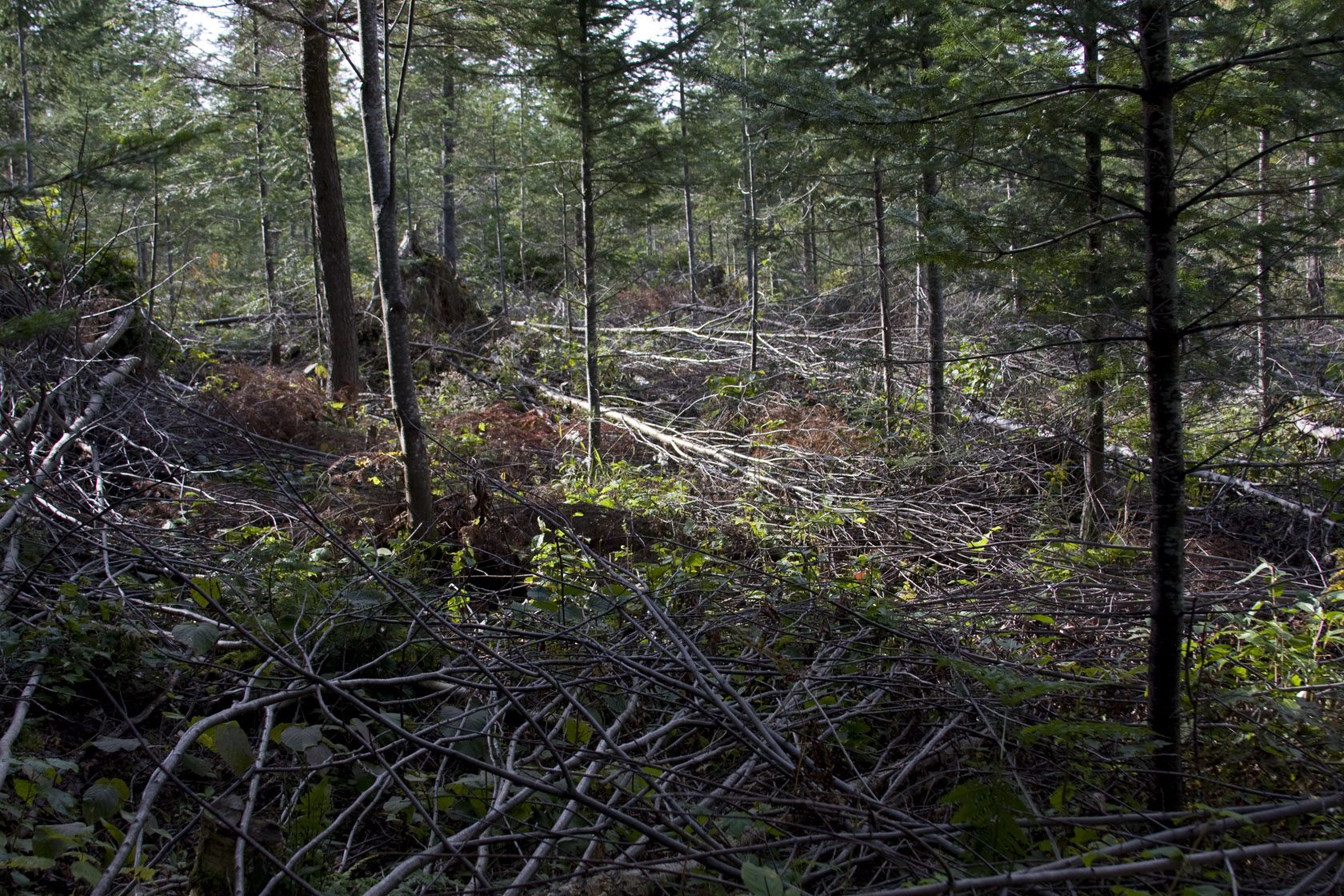 arbres_couches