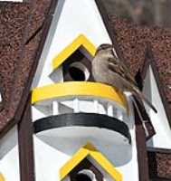 bird