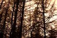 trees_at_night