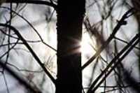 contre_jour_soleil_branches