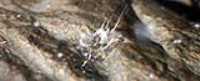 goutte_explosion