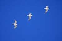 trois_goelands_dans_le_ciel
