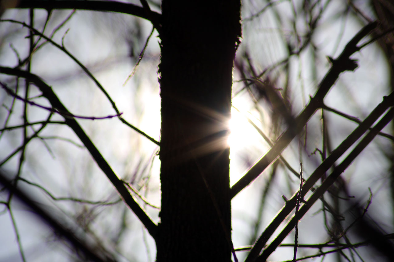 contre_jour_soleil_branches