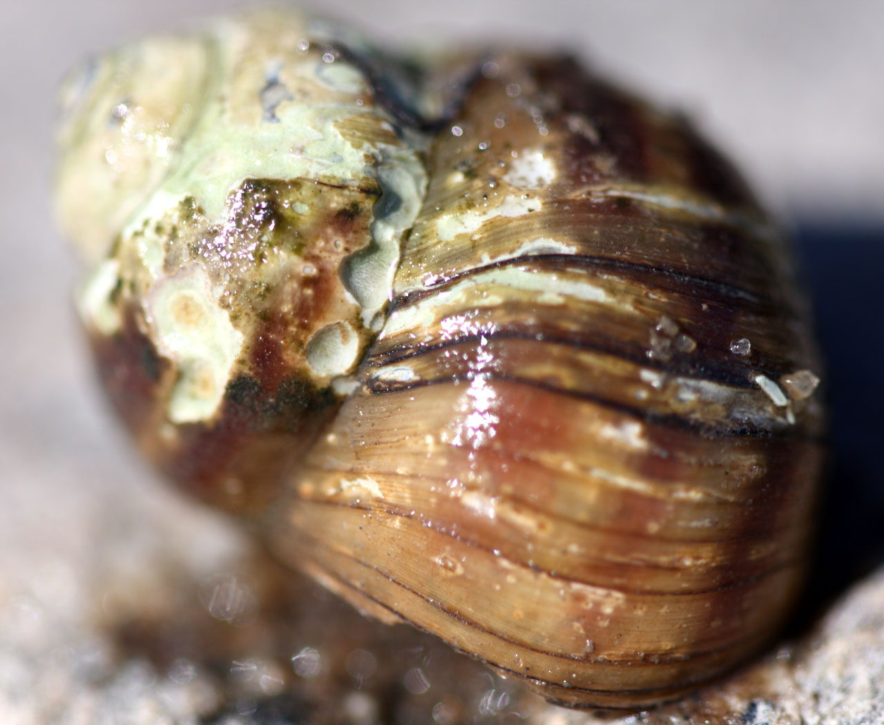 coquillage