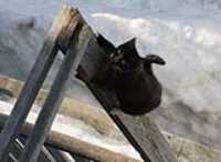 climbing_cat
