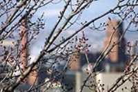 focused_tree