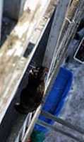 gallery_cat