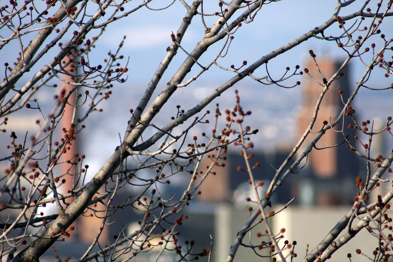 focused_tree