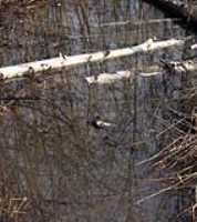 dead_water