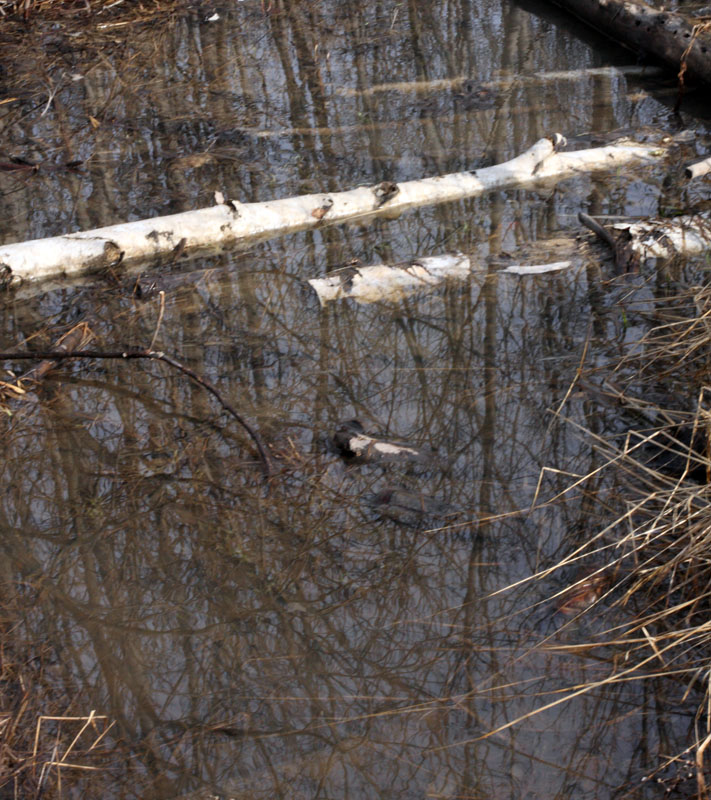 dead_water