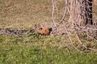 marmotte