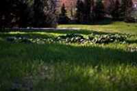 vegetation_herbe