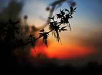 contre-jour