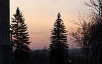 sapin_soir