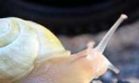 escargot