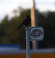 oiseau_panneau