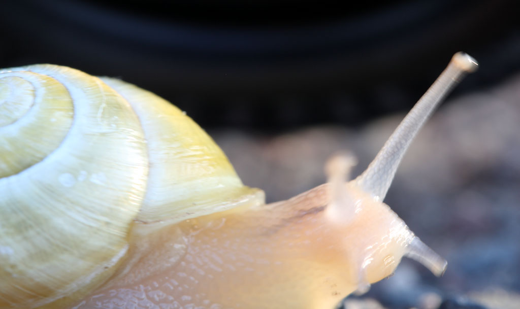 escargot