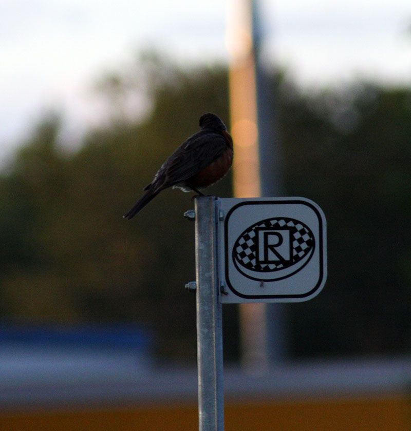 oiseau_panneau