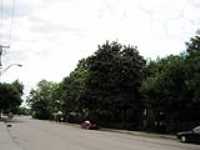 arbres_rue