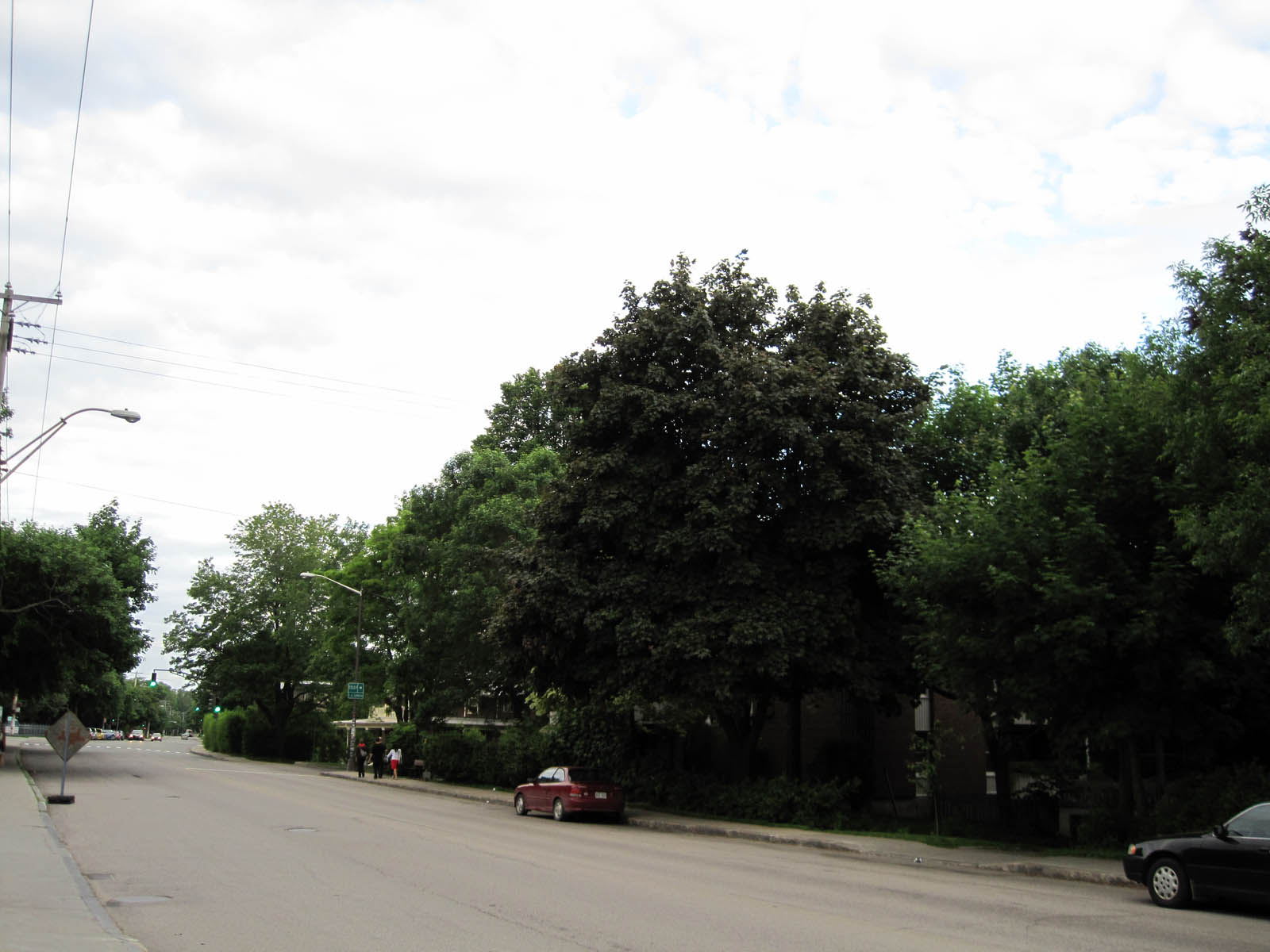 arbres_rue