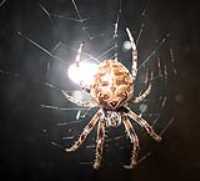 macro_spider