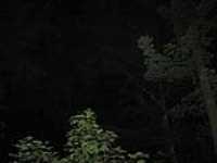 arbres_nuit