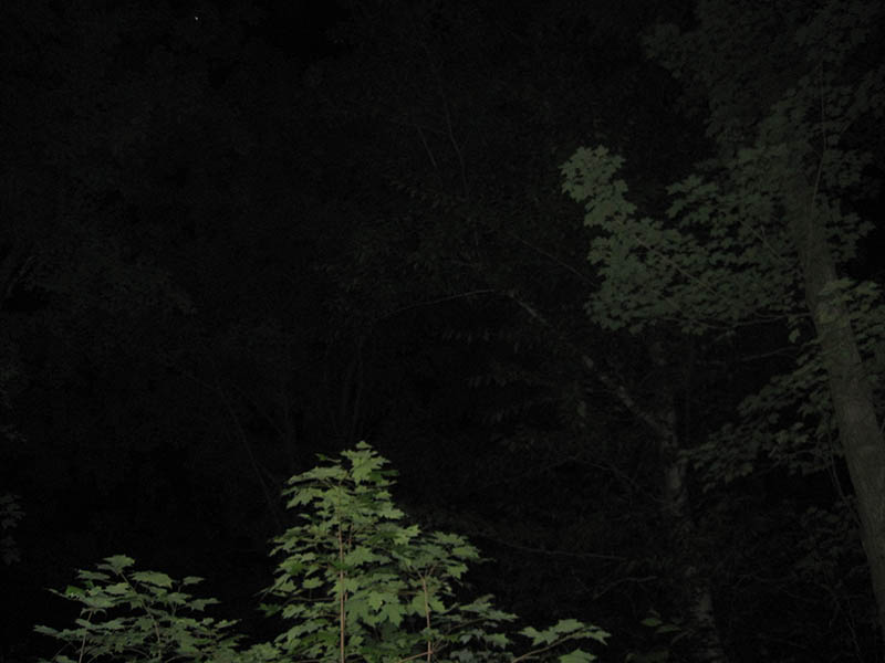 arbres_nuit