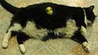 alien_abduction_minou