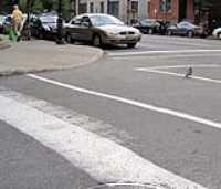 bird_walk