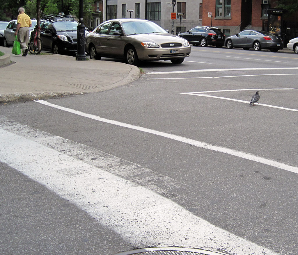bird_walk