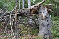 broken_tree